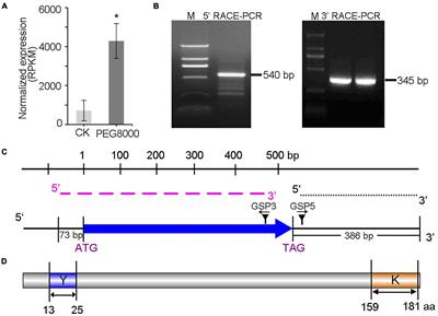 AnDHN, a Dehydrin Protein From Ammopiptanthus nanus, Mitigates the Negative Effects of Drought Stress in Plants